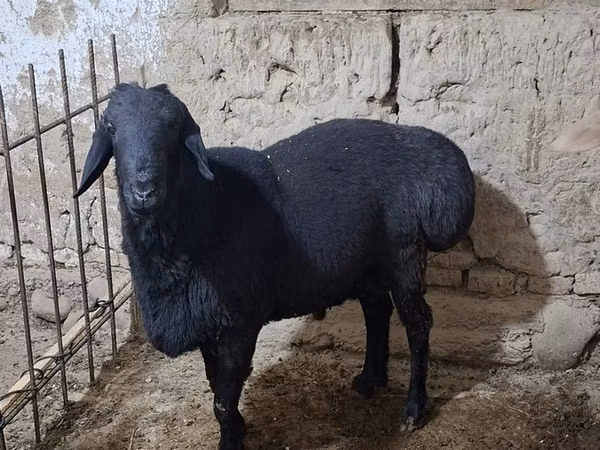 Carneiro, Ovelhas