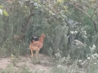 Chickens — foto 2