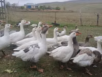 Geese — फ़ोटो 3