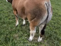 Bulle, Partenaise cattle — Foto 2