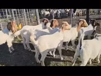 बकरियाँ (लॉट, लिंग निर्दिष्ट नहीं), Boer goat — फ़ोटो 2