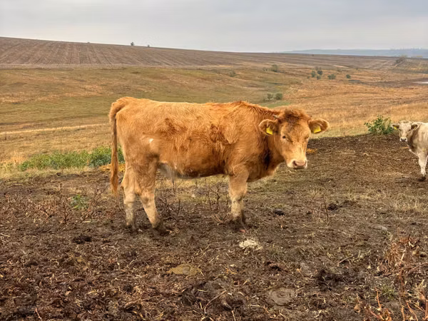 ძროხა, Simmental cattle