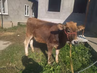 母牛, Swiss cattle — 照片 4