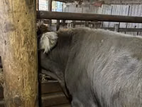 Toro, Ganado vacuno — foto 5