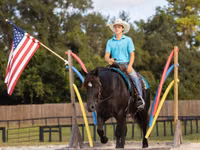 კვიცი, Percheron — ფოტო 2