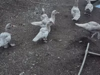 Ducks — foto 2