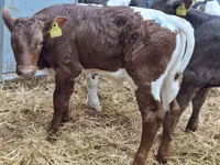 أبقار (دفعة، الجنس غير محدد), Simmental cattle — الصورة 4
