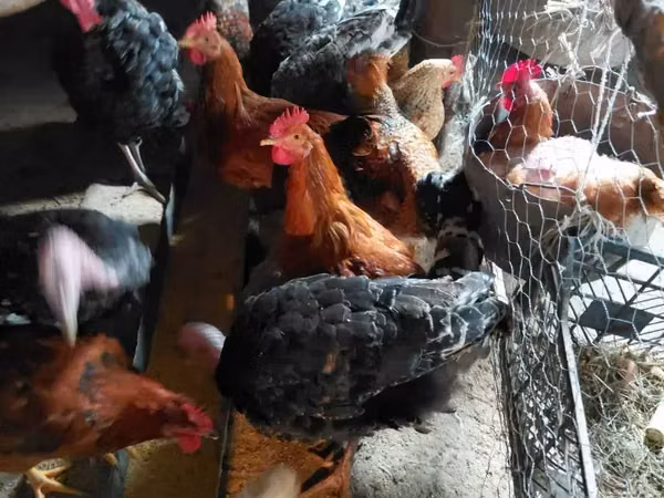 Chickens