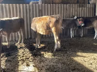 Vache, Swiss cattle — photo 4