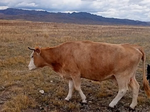Krowa, Latvian Blue cattle