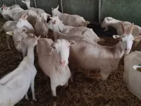 Cabra, Saanen goat — foto 3