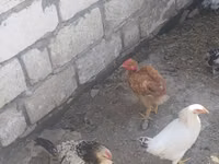 Chickens — photo 5