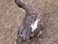Geese — 7-сурет