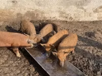 Schweine (Partie, Geschlecht nicht angegeben) — Foto 1