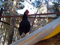 Chickens — foto 3