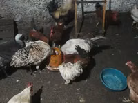 Chickens — الصورة 6