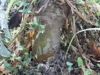Բազուկ, ճակնդեղ, անասնակեր — Foto 2