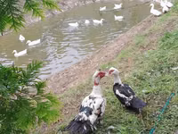 Chickens — foto 4