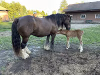 母马, Gypsy horse — 照片 7