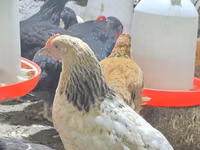 Chickens — foto 3