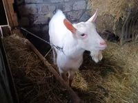 Kozioł, Saanen goat — zdjęcie 1