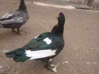 Ducks — 写真 1