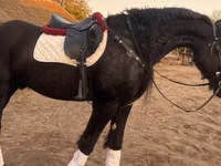 حصان, Friesian — الصورة 1