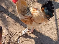 Chickens — zdjęcie 4