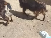 Cabras (lote, sexo no especificado), Cabras — foto 4