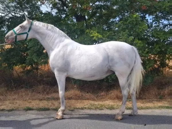 பெண் குதிரை, Lipizzaner