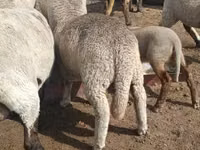 Ram, Merino sheep — photo 5