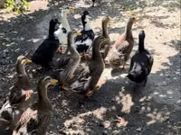 Ducks — 1-rasm