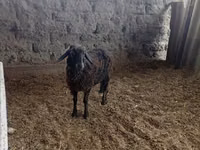 Baran, Owce — zdjęcie 3