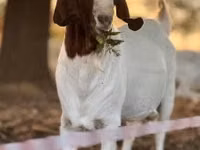 母山羊, Boer goat — 照片 2