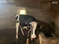 Buğa, Russian Black pied cattle — foto 5