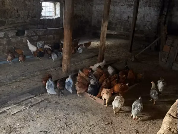 Chickens — Ermenistan