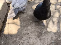 Ducks — zdjęcie 2