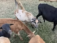 Schafe (Partie, Geschlecht nicht angegeben), Cameroon sheep — Foto 1