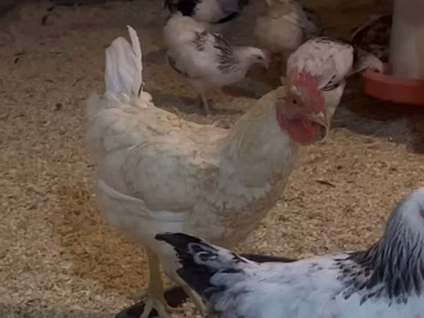 Chickens — Azerbaycan