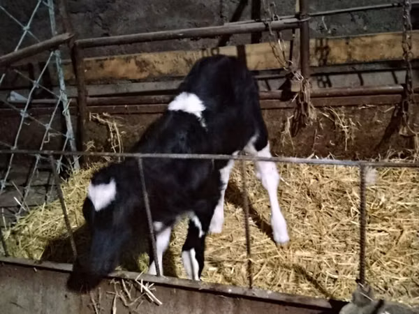 Cow, Russian Black pied cattle
