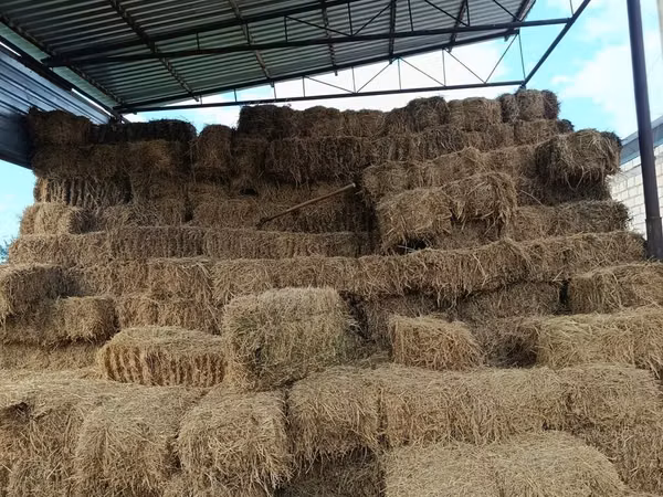 Salam əleykum preslənmiş saman balyaları mal quzu üçün əla presdi