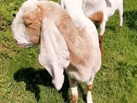 თხა, Nubian Goat — ფოტო 6