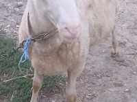 Bélier, Moutons — photo 1