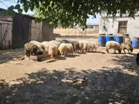 雄羊, Racka sheep — 写真 2