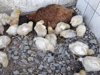 Chickens — foto 6