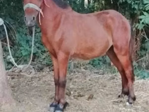 公马, Horses