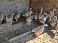 बोर्बन रेड — फ़ोटो 3