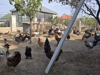 Chickens — foto 2