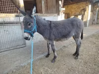 Kůň, Koně — foto 1