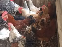 Chickens — foto 1